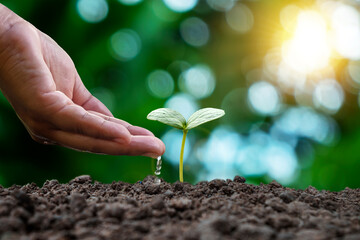 Hands nurturing plants and watering baby plants growing in a sequence of germination on fertile soil and blurred green nature background.