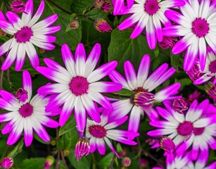 Cineraria plants feature bright colors and daisy-like petals