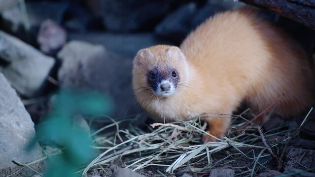 Close Shot Of Unique Species Of Japanese Weasel Playing In Ecozonia Park, Perpignan