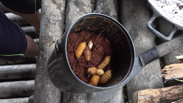 Selected worms for grilling on a fire. Warao people in Orinoco delta, Venezuela.