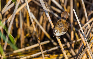 Sedge Warbler (Acrocephalus schoenobaenus) is a bird of the eucalyptus family. They grow in the middle of Europe, western and central Asia. They are immigrants.