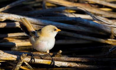 Bearded Reedling (Panurus biarmicus). Their length is 14-15.5 cm and the wing opening is 16-18 cm. It is a long-tailed, wavy and orange-brown bird. Male head gray, mustache black.