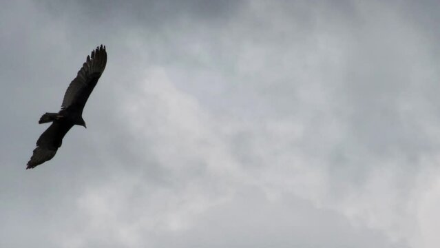 Large hawk glides effortlessly in circles in the sky over a lake looking for prey