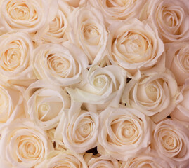 Pink-white roses background