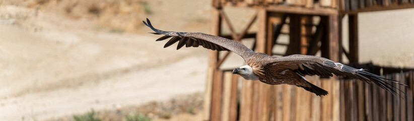 Profile view of vulture gliding with shallow depth of field
