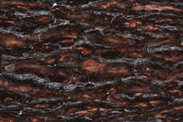 Obraz na płótnie Canvas bark texture of a pine,wooden texture