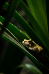 colorado river toad frog in nature