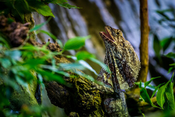 collared agama on a branch in nature