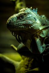 Iguana iguana portrait in nature