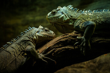 two Iguana iguana portrait in banch