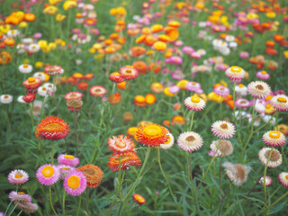 Strawflower or Paper Daisy Flowers Field