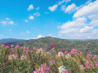 Cleome spinosa or Spider flower field