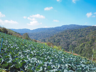 Cabbage field on the mountain.