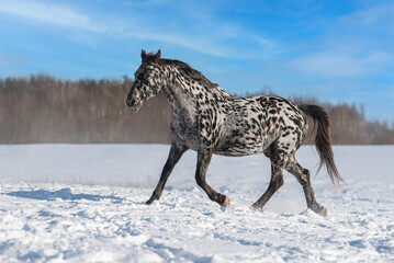Beautiful knabstrupper breed horse running in winter