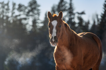 Don breed horse exhales steam from the nostrils in winter