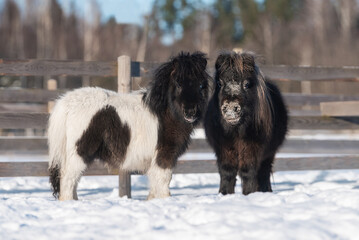 Two miniature shetland breed ponies in the paddock in winter