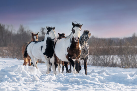 Herd of horses running in winter
