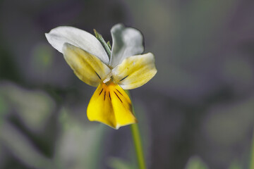 Viola arvensis