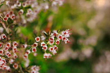 Brezo, Calluna vulgaris