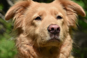 Pink Nosed Duck Tolling Retriever Dog in the Summer