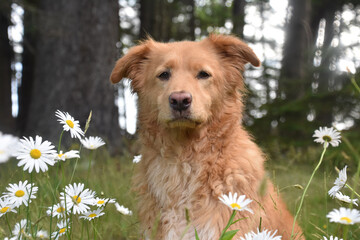 Yarmouth Toller Dog in a Field of a Daisies