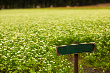 a vast expanse of buckwheat flowers.