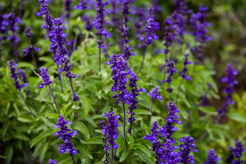 lavender flowers in the garden