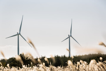 wind turbines in the field