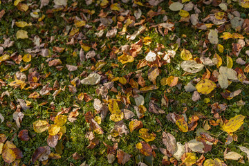 Autumn leaves fallen on green grass in yard
