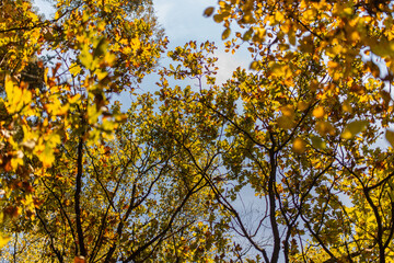 Yellow autumn leaves in bright sunlight and sun rays with blue skies in background