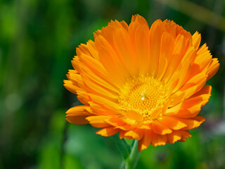 Nahaufnahme der orangenen Blüte einer Ringelblume (Calendula officinalis) - 562342588