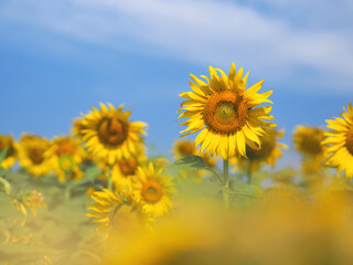 Fototapeta premium blooming sunflower over blue sky background.