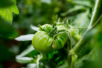 Green organic tomato in greenhouse during summer with everything green background