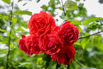 Red roses blossoming in garden close up