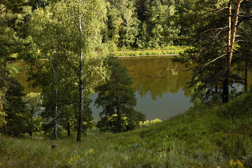 Bright summer landscape with lush green coniferous forest and grass meadow on shore of pond or quiet river in golden morning sunlight. Beautiful wild nature and travel outdoors.