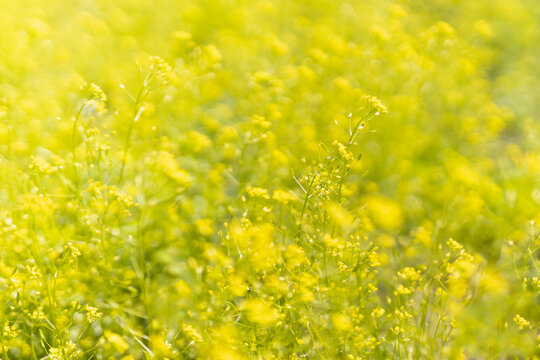Colorful yellow tiny flowers blooming on spring green meadow closeup, macro, blur in sunlight. Bright springtime or summer season floral background.