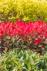 The red, just-blooming leaves of the Japanese Pieris bush. beautiful screensaver.