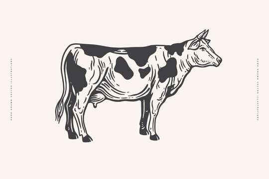 Hand drawn cow illustration in engraving style on light background. Vector illustration. Vintage style.