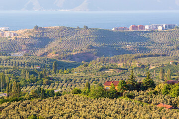 Scenic view at Gemlik bay and agricultural landscape with olive gardens. Golden hour, summer day. Mudanya, Bursa, Turkey (Turkiye)