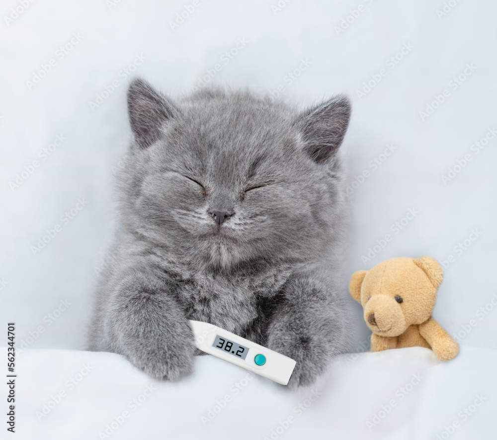 Poster cozy kitten sleeps with thermometer under blanket on a bed at home. top down view
