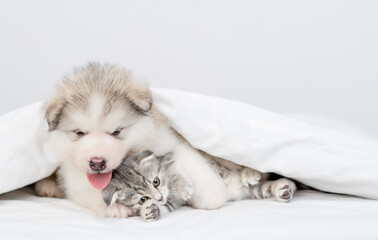 Cute Alaskan Malamute puppy hugs sleepy kitten under warm blanket on a bed at home. Empty space for text