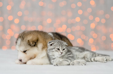 Fototapeta na wymiar Tiny kitten and Alaskan malamute puppy lying together on festive background