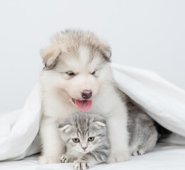 Fototapeta premium Friendly Alaskan malamute puppy hugs fold kitten under warm blanket on a bed at home