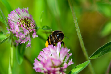 Red-tailed bumblebee on a flower. 