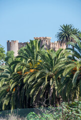 Palmeral y castillo en Los Realejos, en el norte de la isla de Tenerife, Canarias

