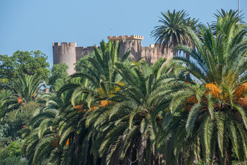 Fototapeta na wymiar Palmeras y castillo en Los Realejos, en el norte de la isla de Tenerife, Canarias