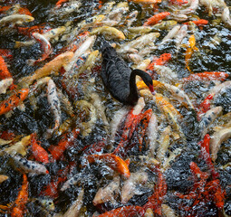 Swan is floating on the water with many big fishes.
