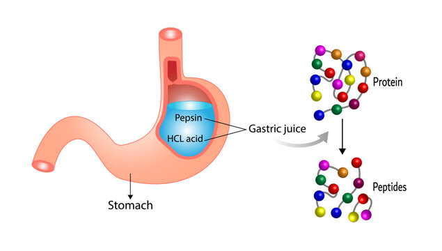 Protein Digestion in stomach. Gastric juice, pepsin and hydrochloric acid, digesting and breaking the protein into small peptides. Vector illustration.