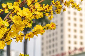 Hoa Mai tree (Ochna Integerrima) flower, traditional lunar new year in Vietnam