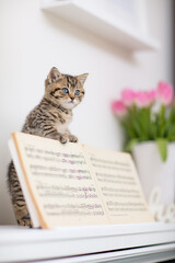 K&auml;tzchen am Klavier, Katze, Wohnung, Haus, Fr&uuml;hling, wei&szlig;